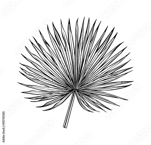 palmetto fan engraving black and white outline