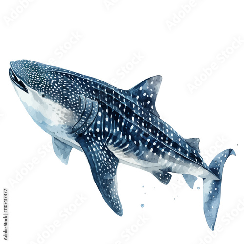 A watercolor vector of Whale Shark, isolated on a white background. Whale Shark vector.