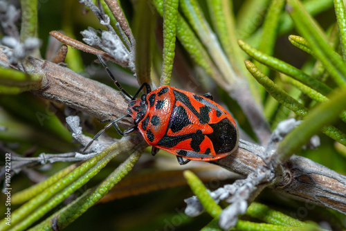 Selective focus on a Red Cabbage Bug, Eurydema Ornata photo