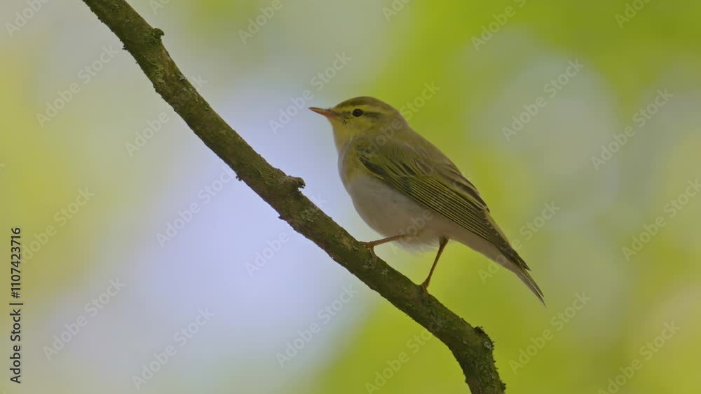 wood warbler (Phylloscopus sibilatrix) singing wood warbler (Phylloscopus sibilatrix) singing