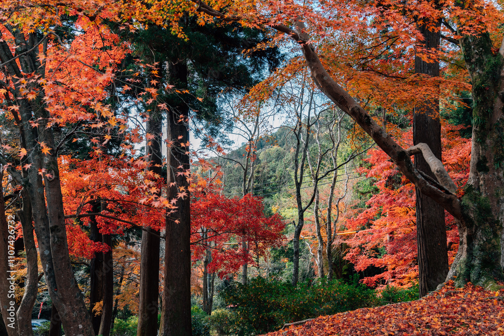 Bishamondo autumn mountain view in Kyoto, Japan