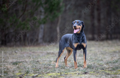 Lithuanian Hounds Dog is Standing on the Ground in the Forest photo