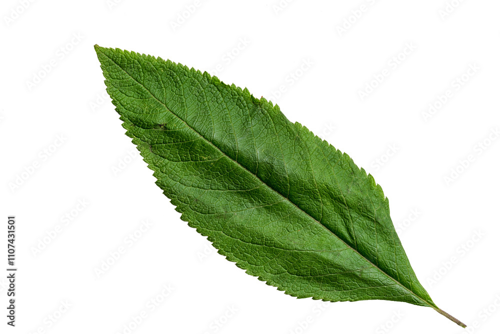 Obraz premium Green Color Leaf with Texture isolated on White Background.