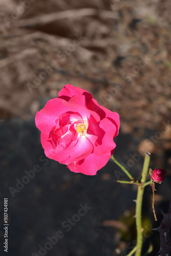 Rose Pink Tom nature photo