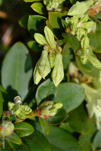 Rhododendron Shamrock flower buds photo