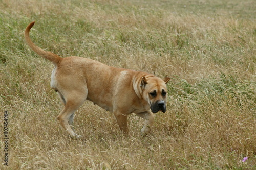 Dogo canario photo