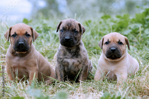 Dogo canario