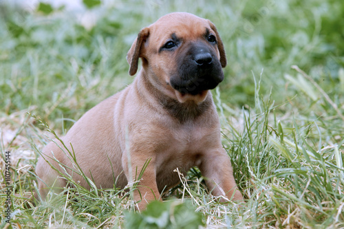 Dogo canario photo