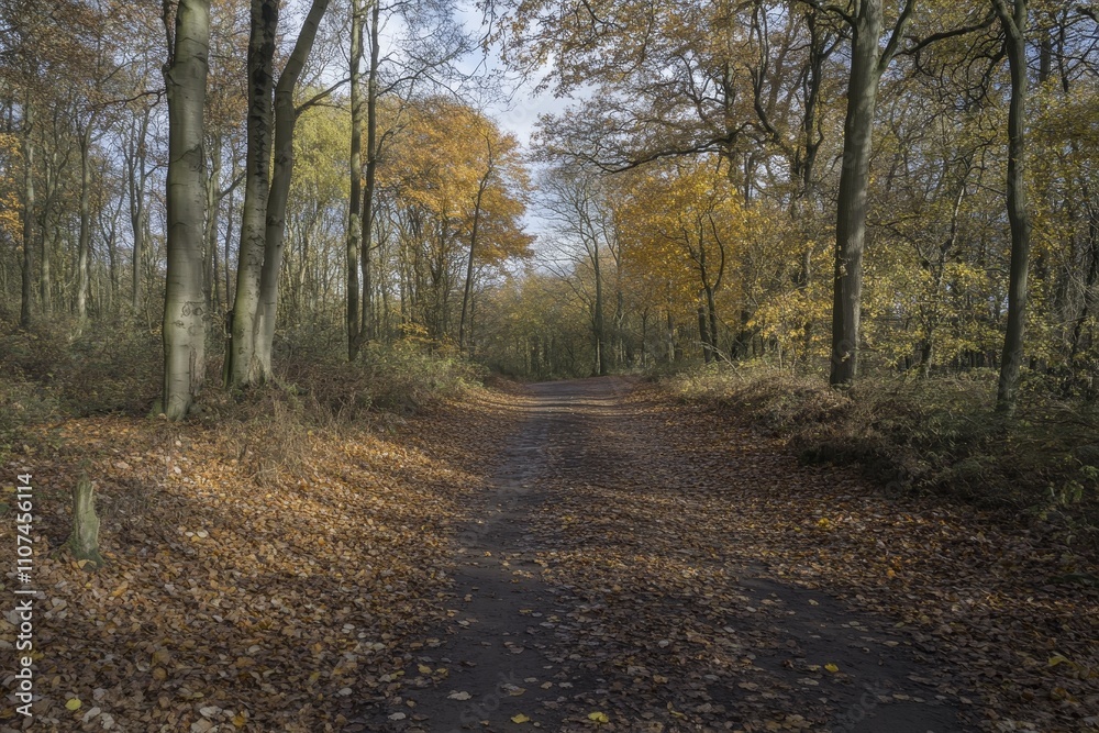 Obraz premium Scenic Autumn Pathway in a Tranquil Forest Surrounded by Vibrant Yellow and Orange Leaves, Evoking Calmness and Serenity in Nature