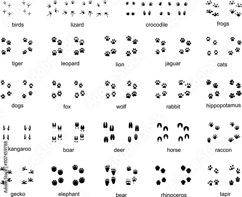 Set of  traces of wild animals, illustration photo