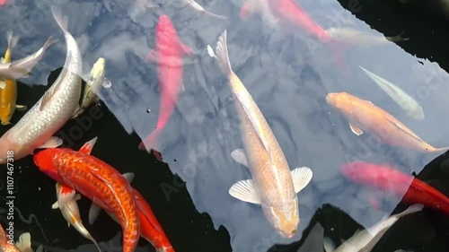 Group of Koi fish with clouds and sky reflected