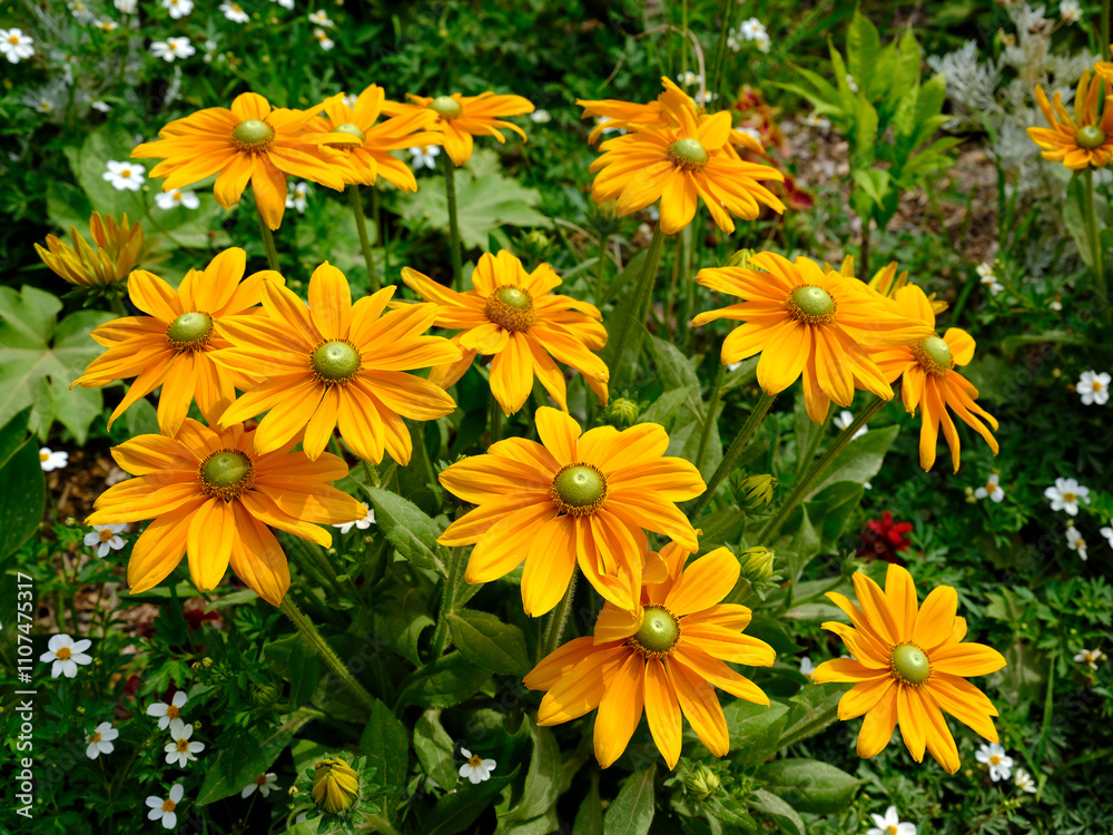 Closeup of yellow coneflower rudbeckias in a french garden Closeup of yellow coneflower rudbeckias in a french garden