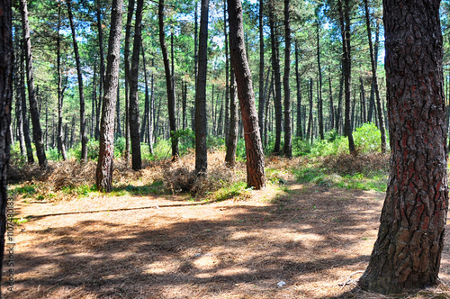 Pine trees and pathway at the Aydos Forest in Istanbul, Turkey 