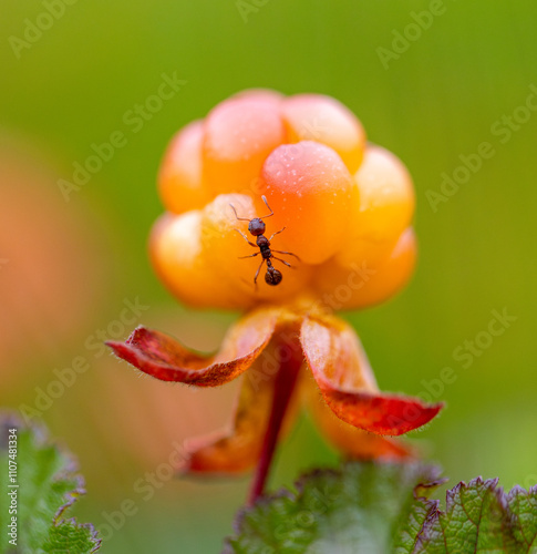 
 cloudberry with an ant sitting on it