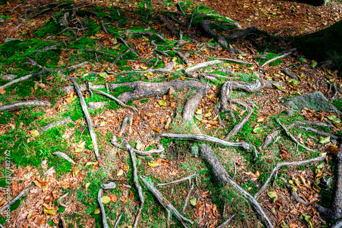 Hiking to Saustein and Proeller Summits in the Bavarian Forests Germany. photo