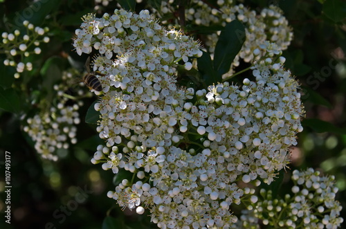 White blossom of Spiraea canescens shrub, selective focus, Sofia, Bulgaria photo