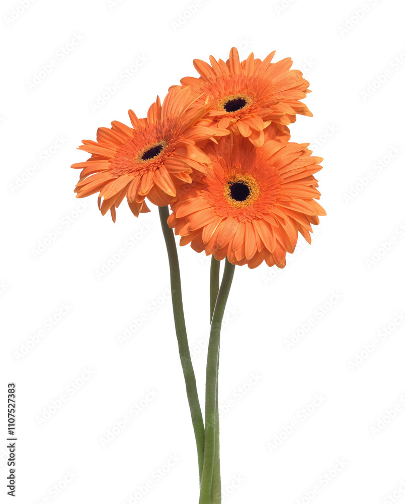 Three Gerbera flowers of orange color isolated on white background.