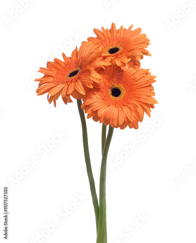 Obraz na płótnie Three Gerbera flowers of orange color isolated on white background. w salonie