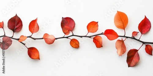 Autumnal branch with vibrant red and orange leaves isolated on white background. photo