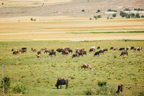 Cows graze in the field. Agriculture and animal husbandry.