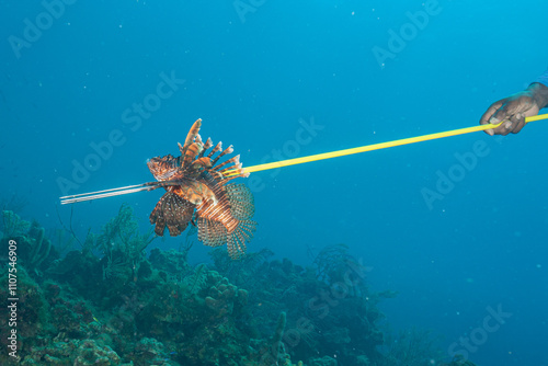 Belize Barrier Reef, the second largest coral reef system in the world, Lionfish Hunting, Lionfish (Pterois volitans) photo