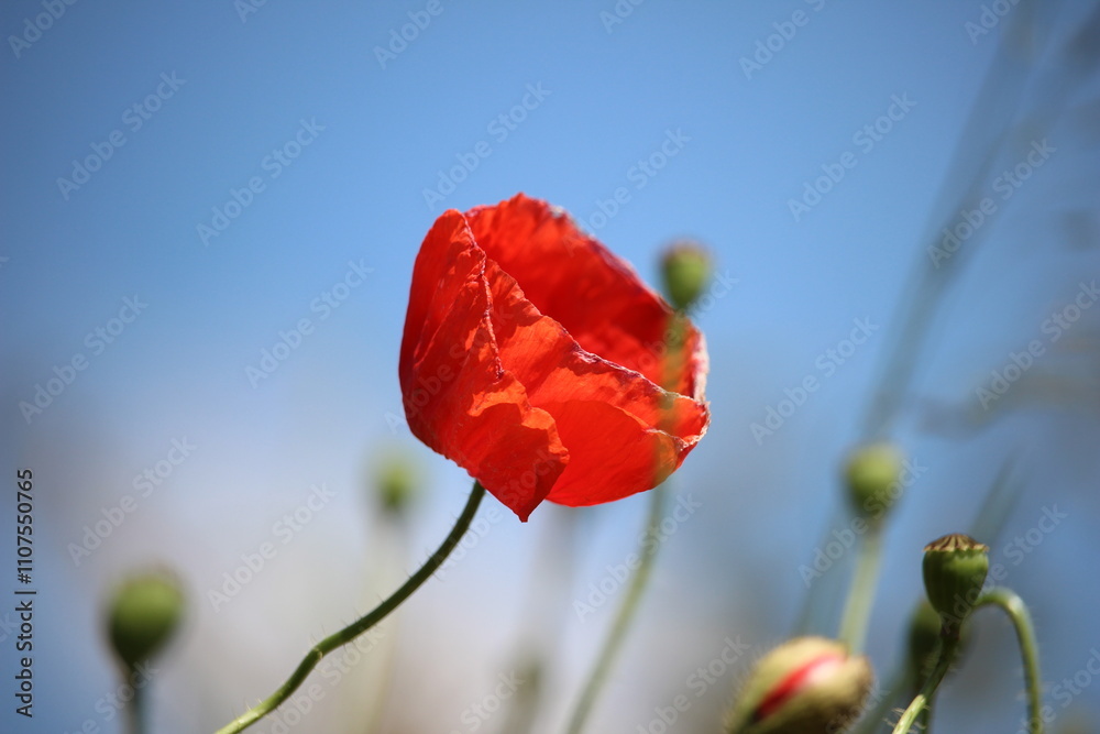 Obraz premium Bright red poppy flower stands out against a clear blue sky in a vibrant natural setting during springtime