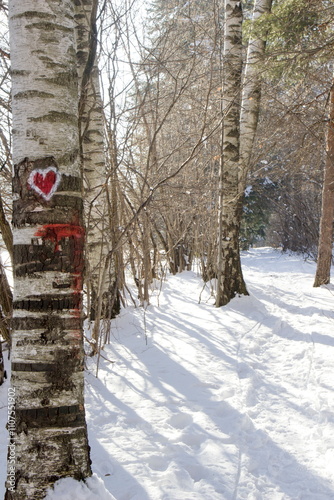 Snowy winter forest with heart carving on tree trunk