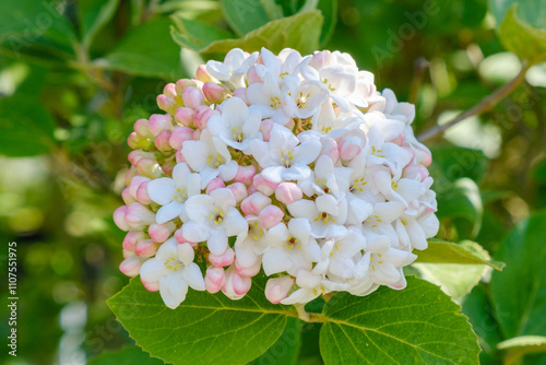 Cuadro en lienzo Viburnum carlcephalum Großblumiger Schneeball Detail Blüte im Austrieb