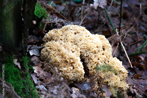 Close-up of a massive cauliflower fungus photo