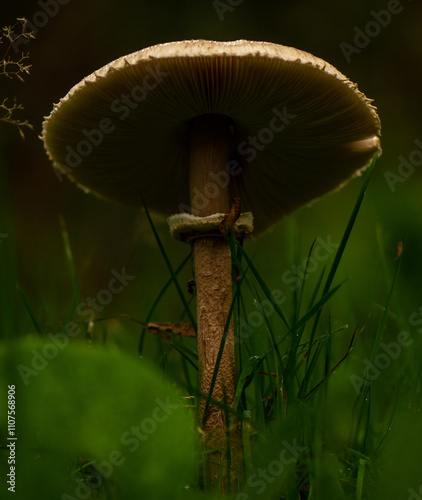 close-up of a single parasol mushroom photo