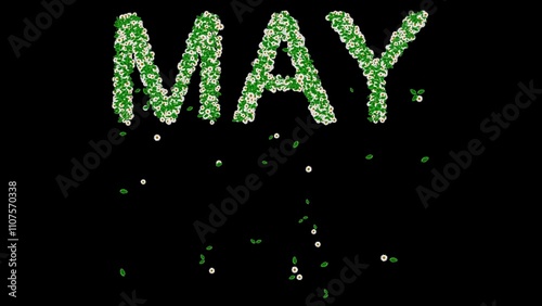 Beautiful illustration of May text with green leaves and white daisy flowers on plain black background