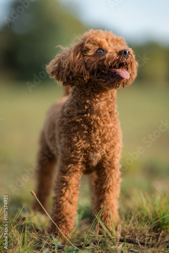 A red-brown toy poodle dog with its tongue sticking out. Happy Toy poodle puppy on a walk in the park