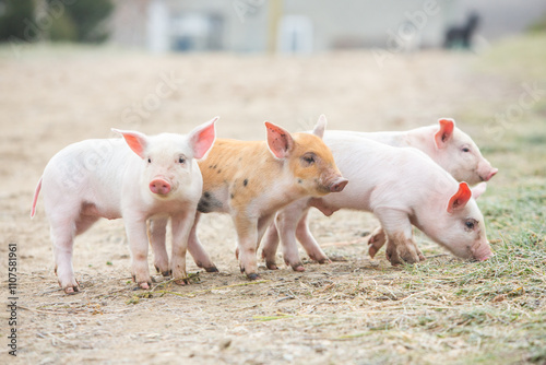 Little pink piglets run freely through the garden. Piglets on the farm in the open air.