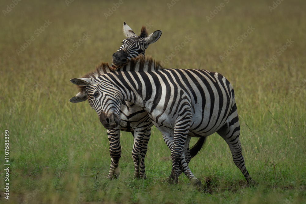 Fototapeta premium Plains zebra stands biting another on savannah