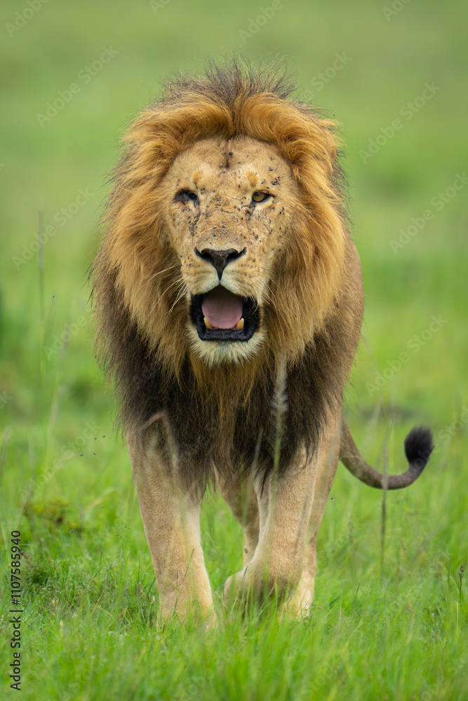 Obraz premium One-eyed male lion crosses savannah towards camera