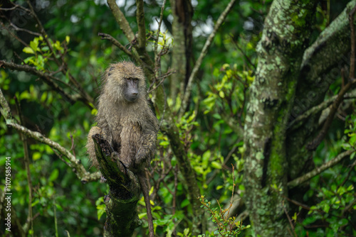 Olive baboon sits on branch turning head