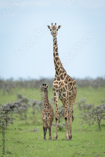 Masai giraffe stands with calf among thorns