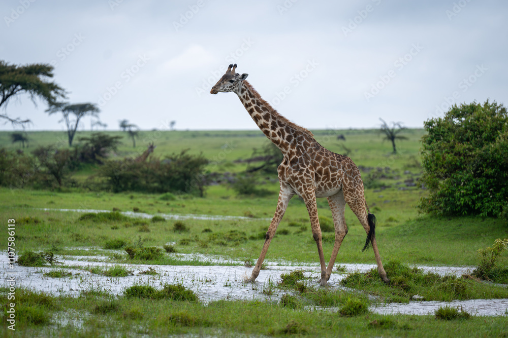 Obraz premium Masai giraffe crosses shallow water in grassland