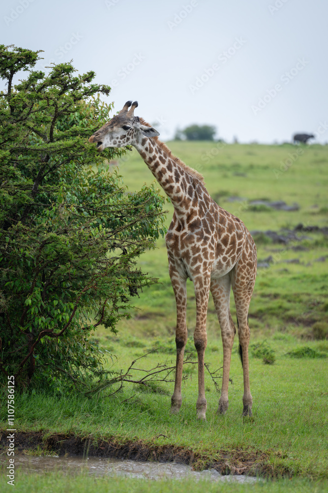 Fototapeta premium Masai giraffe stands browsing from leafy bush