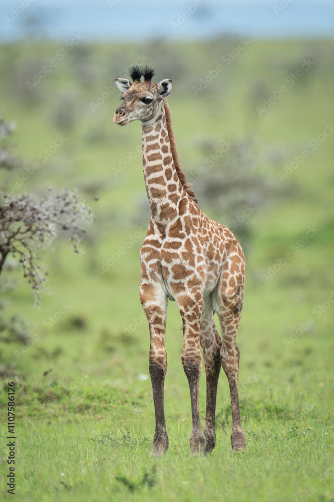 Obraz premium Masai giraffe calf stands on grassy plain