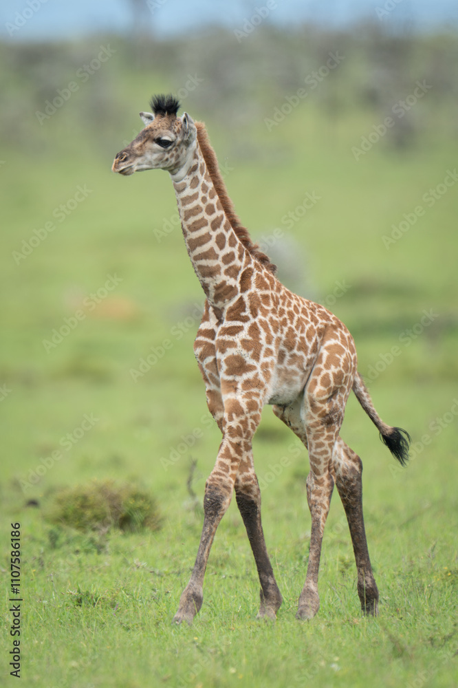 Fototapeta premium Masai giraffe calf walks across grassy plain