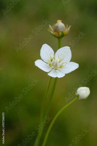 Anemone flowers on a blurred background.