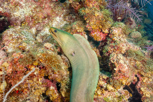 Belize Barrier Reef, the second largest coral reef system in the world, Green Moray (Gymnothorax funebris) photo