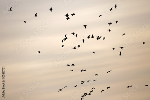 A large flock of geese flies across the sky against a backdrop of colorful dawn clouds. Greater white-fronted goose (Anser albifrons) on autumn migration in Lithuania.