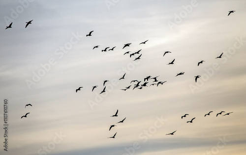 A large flock of geese flies across the sky against a backdrop of colorful dawn clouds. Greater white-fronted goose (Anser albifrons) on autumn migration in Lithuania.