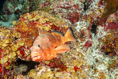 Belize Barrier Reef, the second largest coral reef system in the world, Red Hind (Epinephelus guttatus) photo