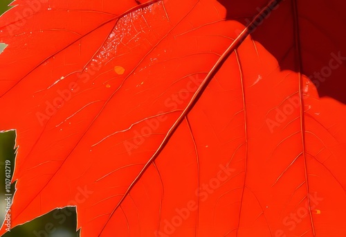 Copper Canopy A sun drenched rust hued beech leaf its intricate photo