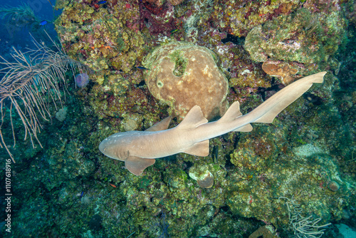 Belize Barrier Reef, the second largest coral reef system in the world, Nurse Shark (Ginglymostoma cirratum) photo