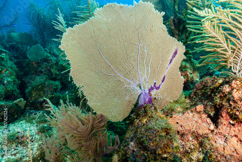 Belize Barrier Reef, the second largest coral reef system in the world, Purple Sea Fan (Gorgonia ventalina) photo