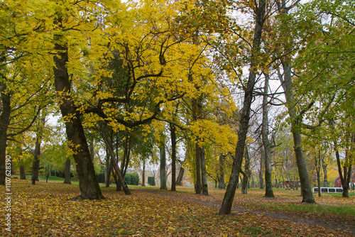 Trees with yellow autumn leaves.